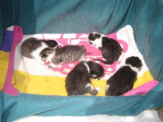 Fünf kleine Katzen-Babys